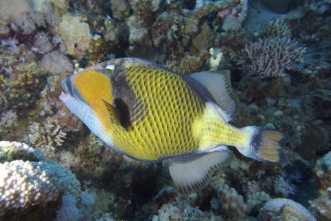 Titan triggerfish