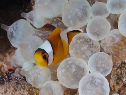 Juvenile red sea clownfish