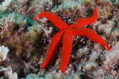Orange starfish