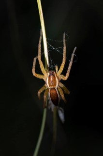 Raft spider
