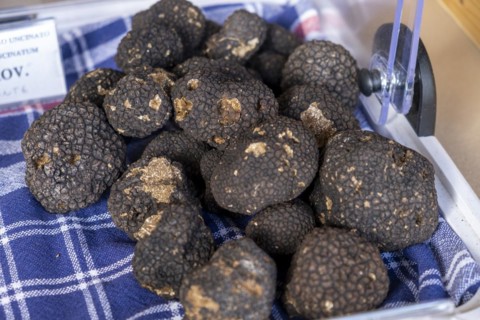 Black truffle
