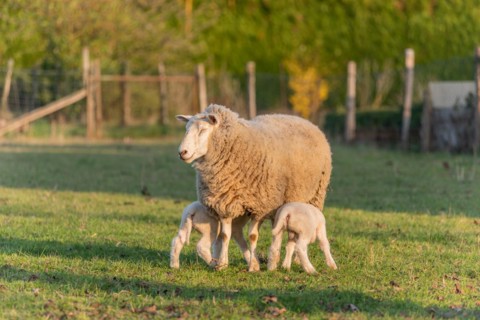 Lamb and sheep in a flock and pasture in a village in winter. Alsace