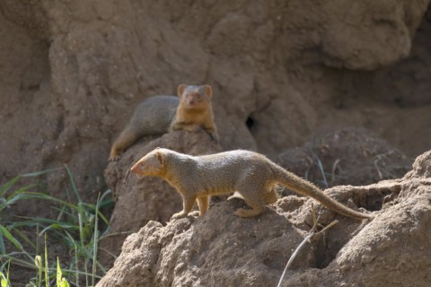 Mongoose