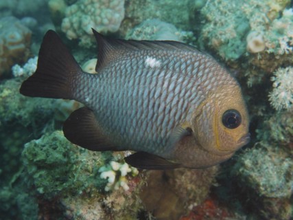 Threespot dascyllus