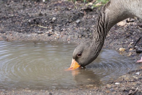 Greylag goose