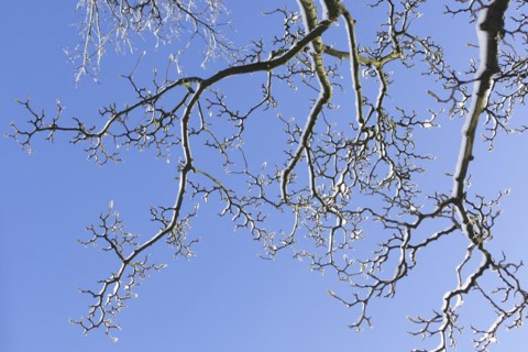 Snowy magnolia buds on tree branches in winter