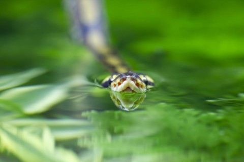 Royal python