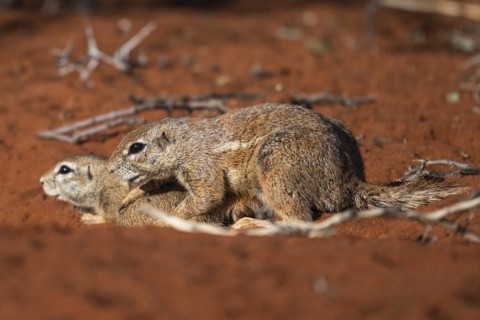 African bristle squirrel