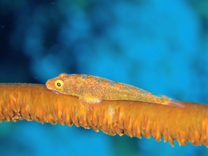 Whip coral dwarf goby