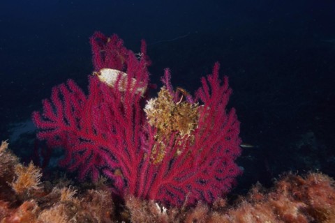 Violescent sea-whip