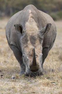 White rhinoceros