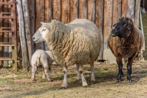 Lamb and sheep in a flock and pasture in a village in winter. Alsace