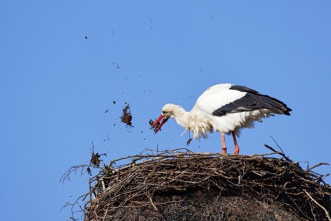 White Stork