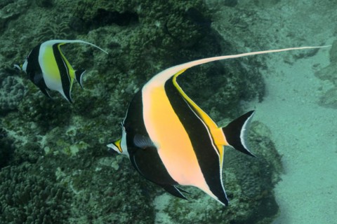 Pair of halter fish