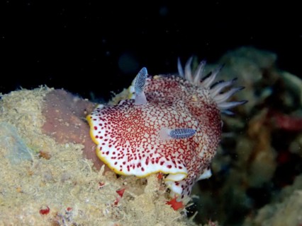 Colouring Chromodoris