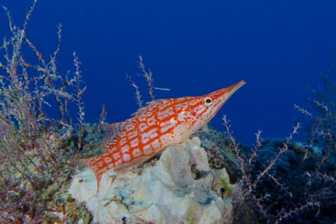 Longnose hawkfish