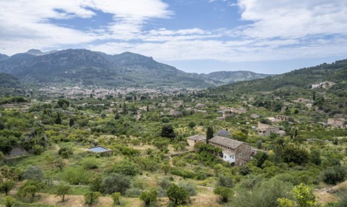View of olive groves and fincas