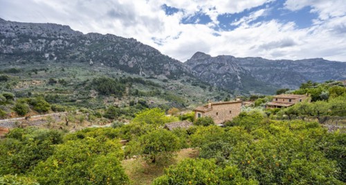 View of gardens with orange trees and fincas