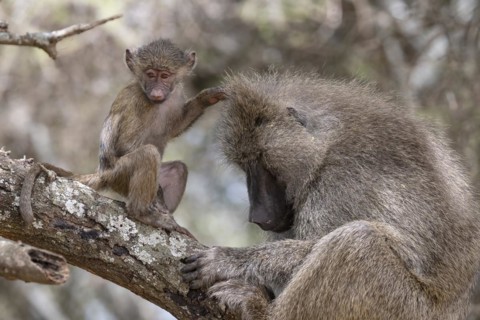 Olive baboon