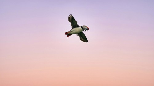 Puffin