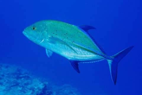 Bluefin trevally
