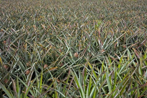 Pineapple plantation with ripe fruit