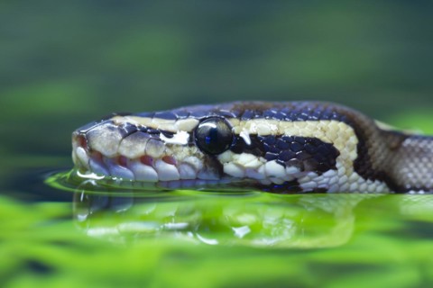 Royal python