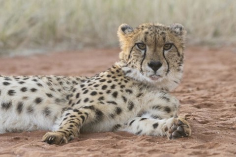 Cheetah