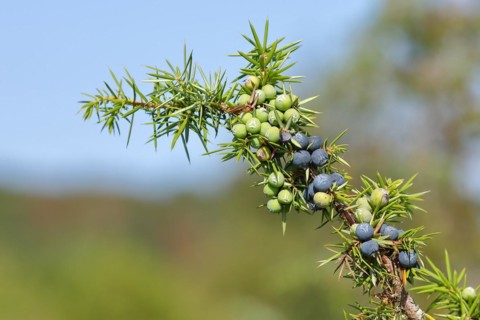 Common juniper