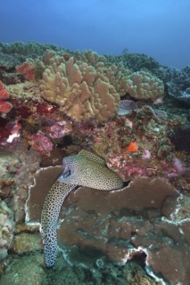 Laced moray