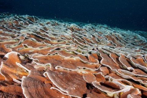Giant Lettuce Coral
