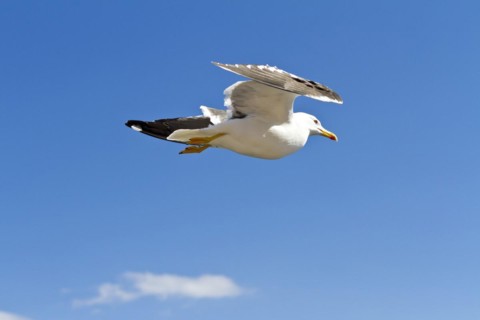 European herring gull