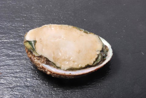 Abalone