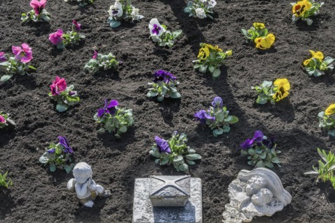 Grave decoration with pansy