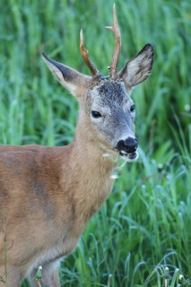 Roe deer