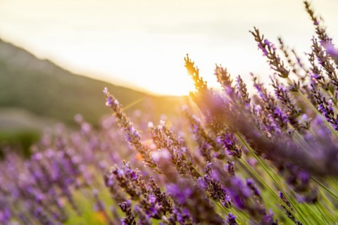 Lavender