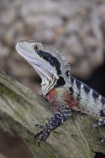Bearded Dragon