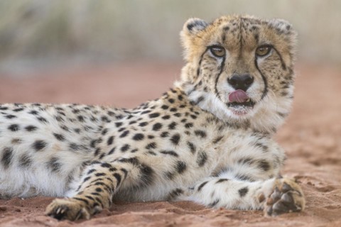 Cheetah