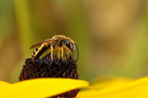 European european beewolf