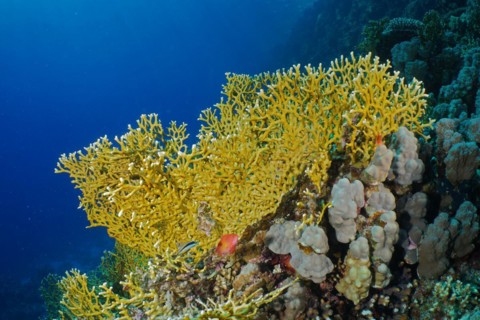 Net fire coral