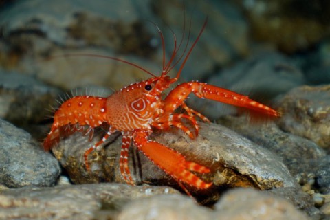 Red Atlantic reef lobster