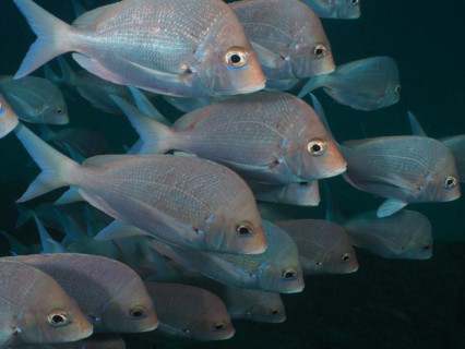 Shoal