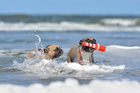 Two fawn French Bulldog on holidays dogs playing fetch with a maritime dog toy among waves in the ocean