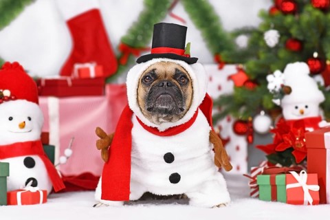 Snowman dog. French Bulldog weaaing funny Christmas costume next to Christmas tree and gift boxes