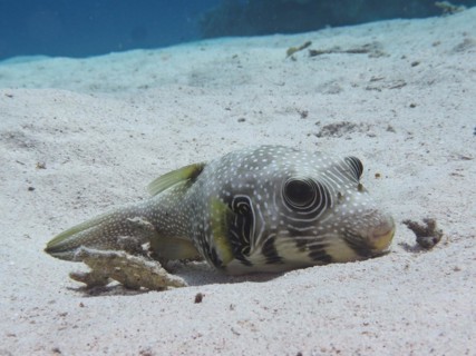 A white-spotted puffer