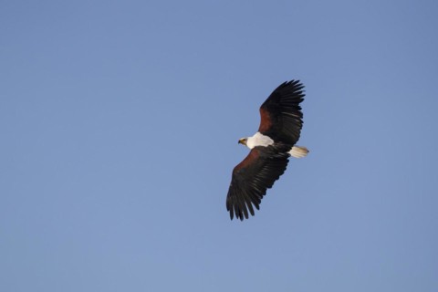 African fish eagle