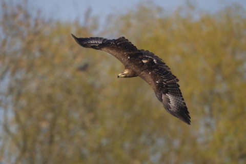 Steppe eagle