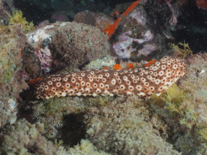 Spotted sea cucumber
