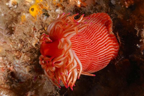 Candy Cane Anemone