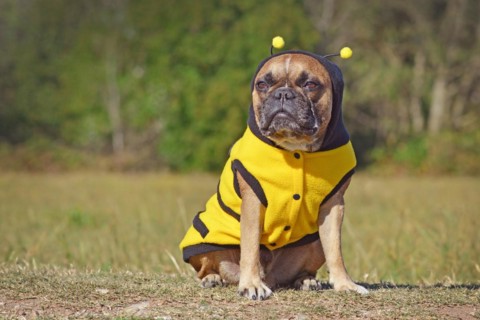 Cute and funny brown French Bulldog dog dressed up as a bee wearing a black and yellow Halloween costume with hood and antlers
